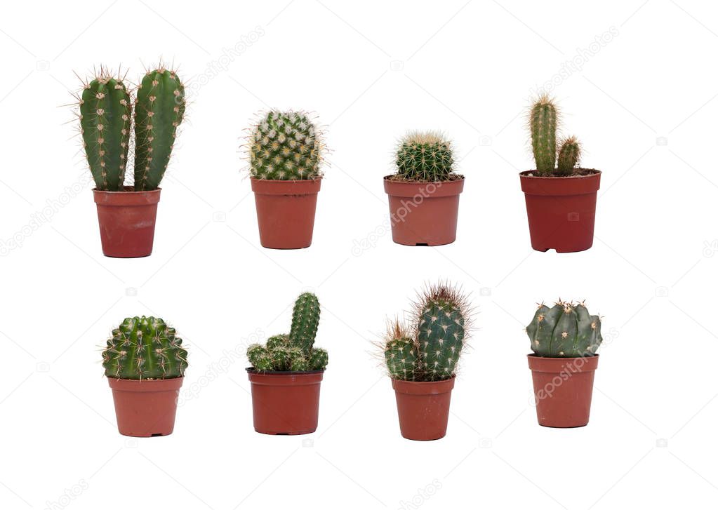 Eight different cactus plants