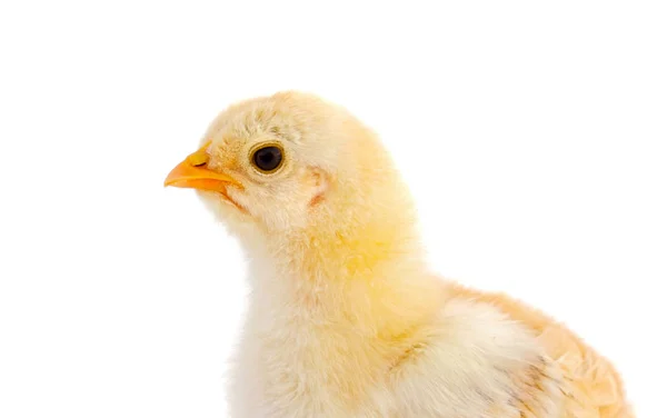 Profile of yellow chicken — Stock Photo, Image