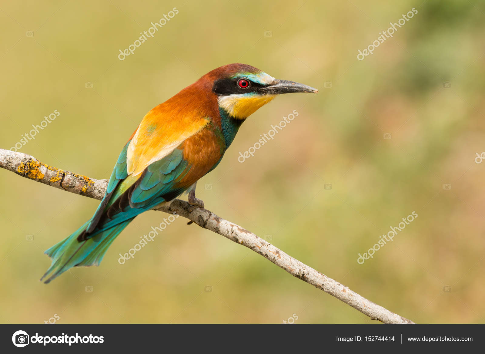 Petit Oiseau Perché Sur Une Branche Photographie Gelpi