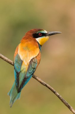 Küçük kuş dala tünemiş  