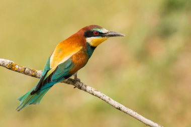 Küçük kuş dala tünemiş  