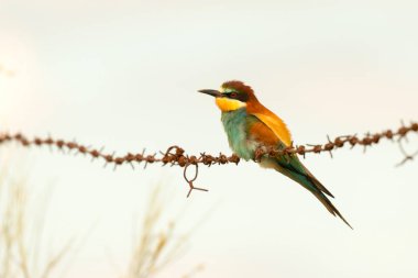 Çubuk üzerinde güzel kuş