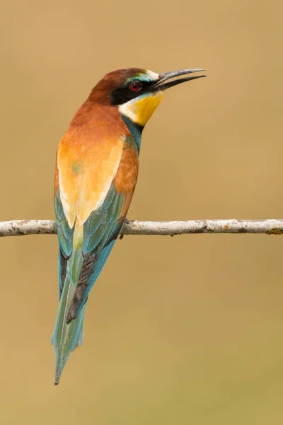 Kleine vogel neergestreken op tak — Stockfoto