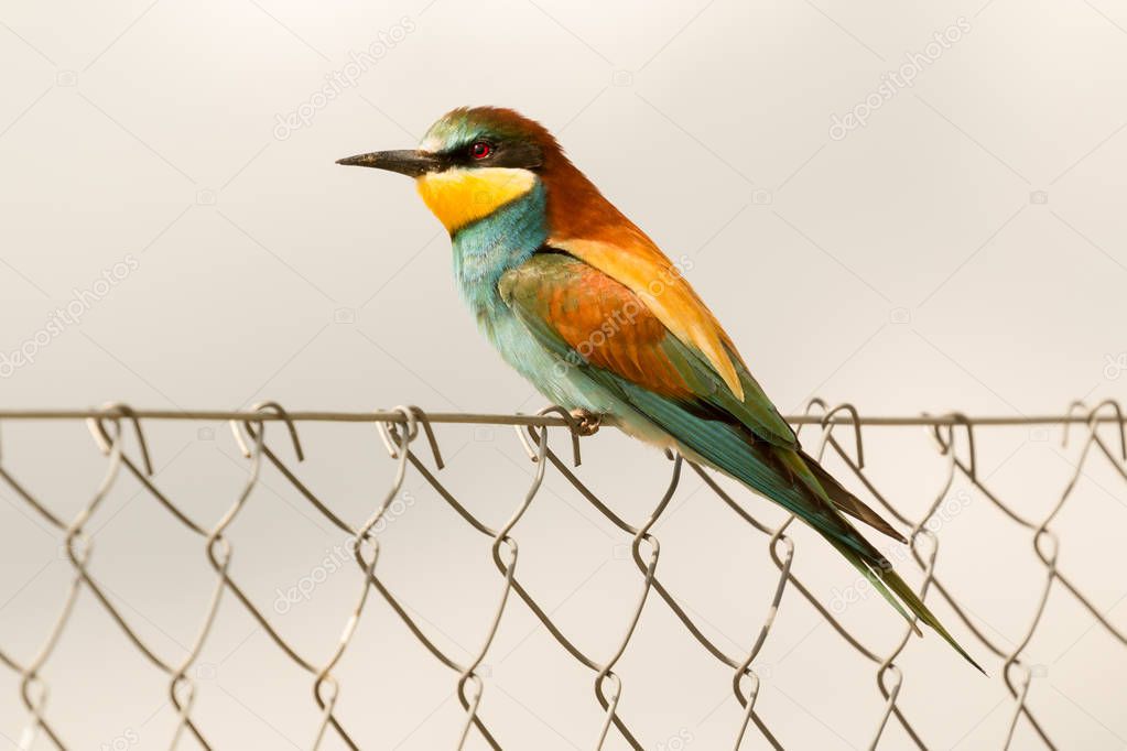 Beautiful bird on stick