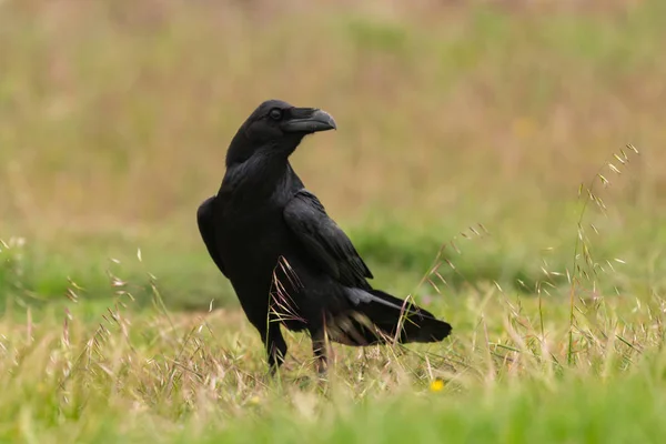 Wild black crow in meadow — Stock Photo, Image