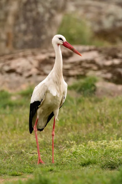 Eleganter Weißstorch — Stockfoto