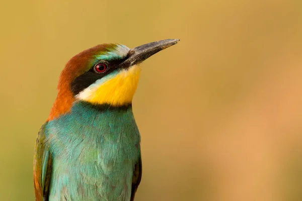 Güzel renkli kuş — Stok fotoğraf