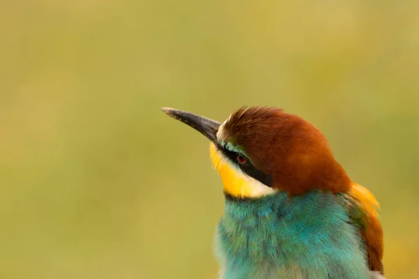 小さなカラフルな鳥 — ストック写真