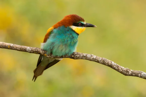 Μικρό πολύχρωμο πουλί — Φωτογραφία Αρχείου