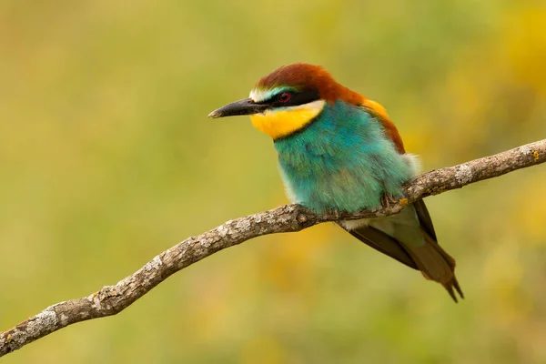 Little colorful bird — Stock Photo, Image