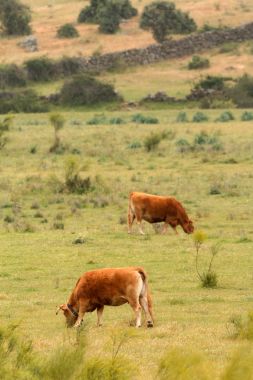 otlatma mera üzerinde ineklerin
