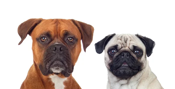 Soortgelijke honden met differentes maten — Stockfoto