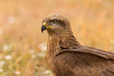 güzel kahverengi uçurtma doğada