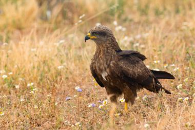 güzel kahverengi uçurtma doğada