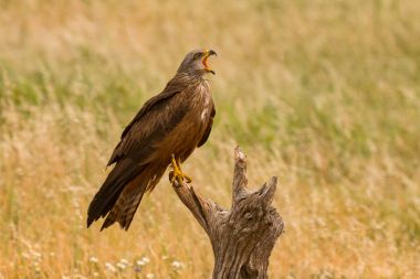 güzel kahverengi uçurtma doğada