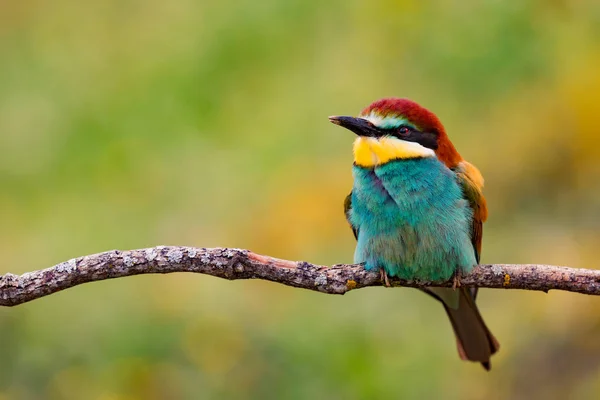 Kolorowy ptak siedzący na gałęzi — Zdjęcie stockowe
