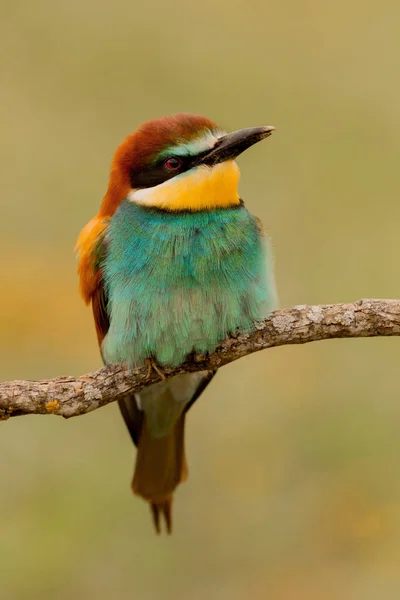 Pássaro colorido sentado no galho — Fotografia de Stock