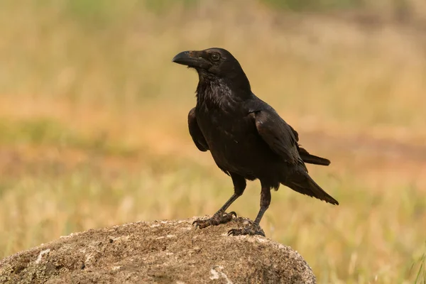 Bonito corvo preto sentado em pedra — Fotografia de Stock