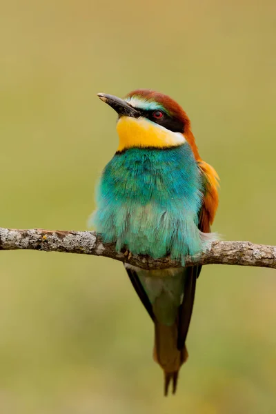 Pássaro colorido sentado no galho — Fotografia de Stock