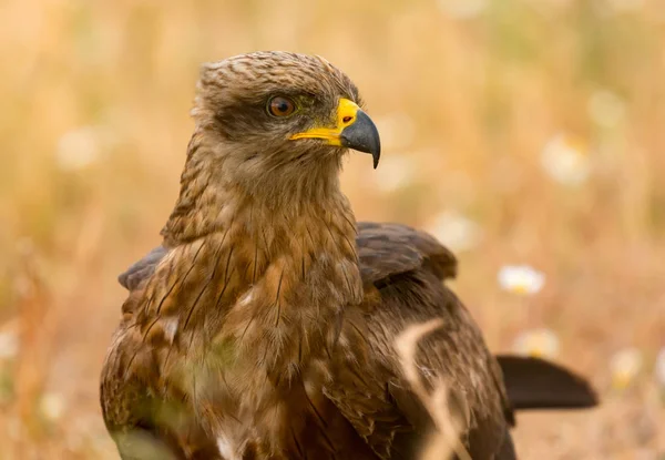 Bellissimo aquilone bruno in natura — Foto Stock