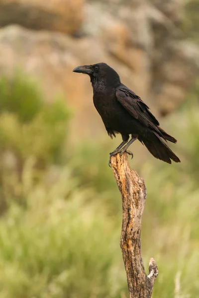 Hermoso cuervo negro sentado en la rama — Foto de Stock