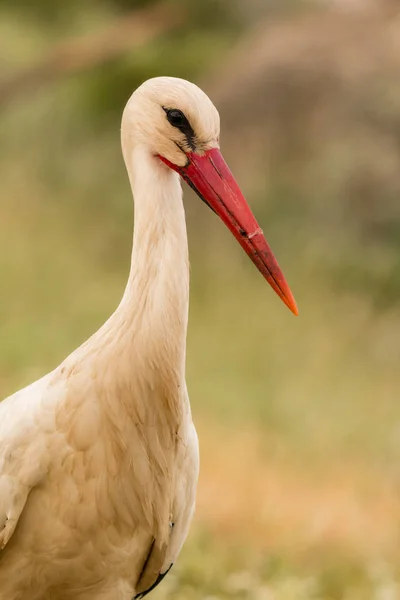 Elegante cigüeña blanca —  Fotos de Stock