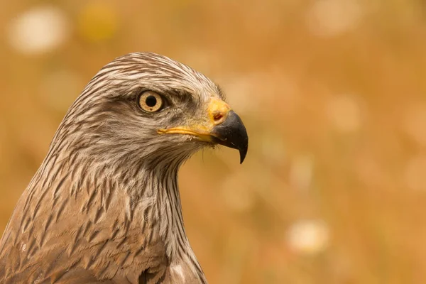 Bellissimo aquilone bruno in natura — Foto Stock