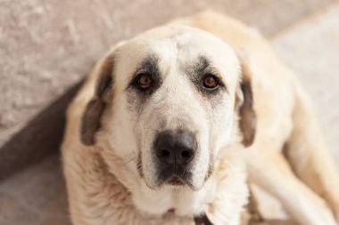 Büyük beyaz köpek uzanmış