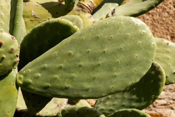 Hojas grandes de cactus —  Fotos de Stock