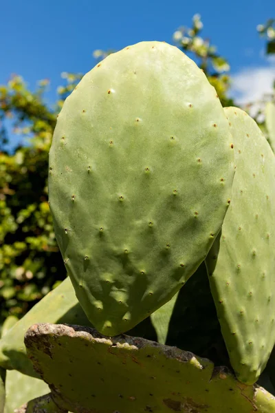 Folhas grandes de um tipo de cacto — Fotografia de Stock