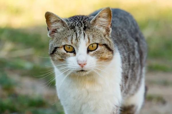 屋外美しい自由な猫 — ストック写真