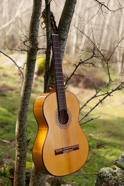 Classical guitar hanging on tree — Stock Photo, Image