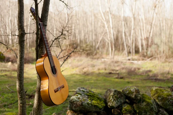 Klasik Gitar ağaç üzerinde asılı — Stok fotoğraf