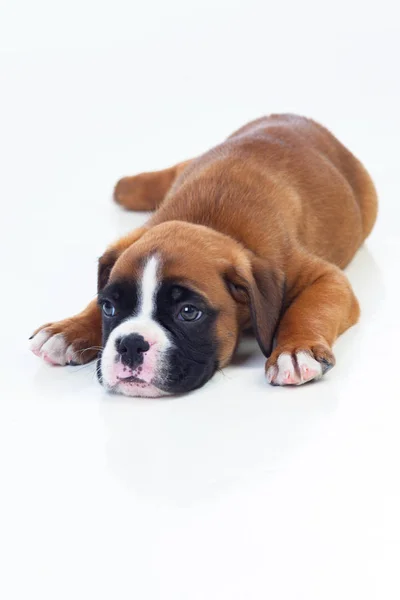 Adorable cachorro boxeador — Foto de Stock