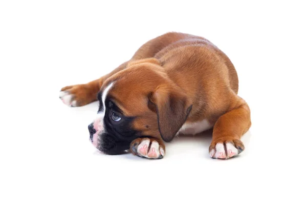 Çok güzel boxer köpek yavrusu — Stok fotoğraf