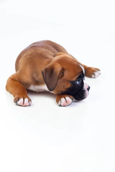 Cãozinho boxer adorável — Fotografia de Stock