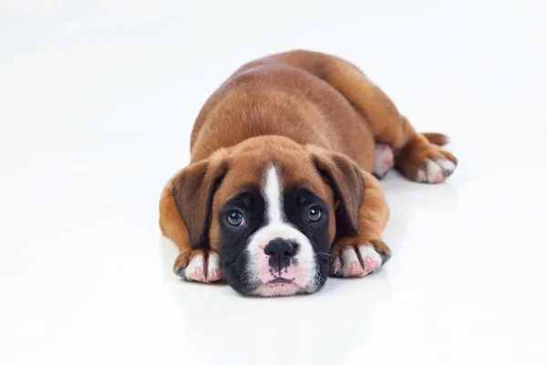 Adorabile cucciolo di pugile — Foto Stock