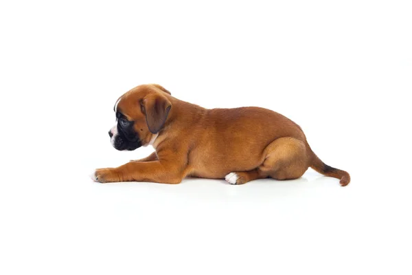 Cãozinho boxer adorável — Fotografia de Stock
