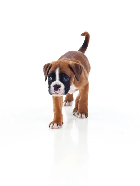 Çok güzel boxer köpek yavrusu — Stok fotoğraf