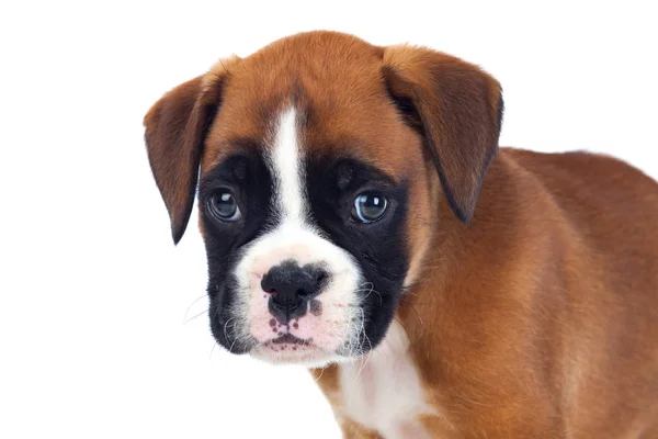 Çok güzel boxer köpek yavrusu — Stok fotoğraf