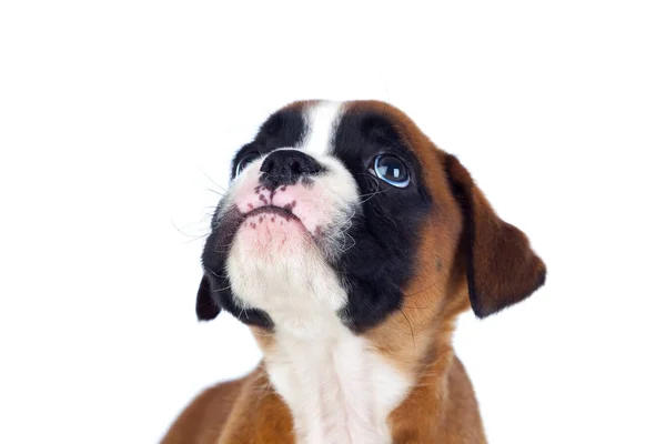 Çok güzel boxer köpek yavrusu — Stok fotoğraf