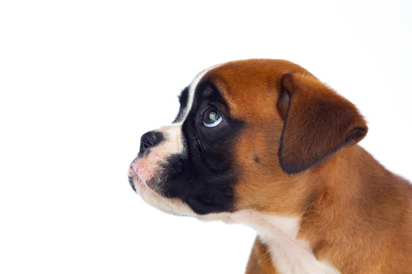 Очаровательный боксерский щенок — стоковое фото