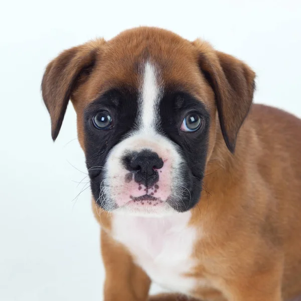 Adorable boxer puppy — Stock Photo, Image