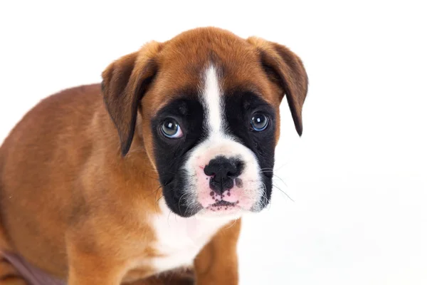 Adorable boxer puppy — Stock Photo, Image