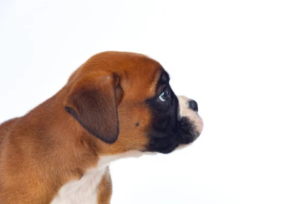 Adorable boxer puppy — Stock Photo, Image