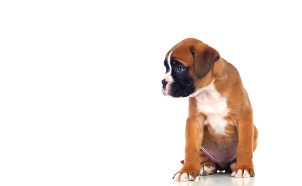 Adorable cachorro boxeador — Foto de Stock