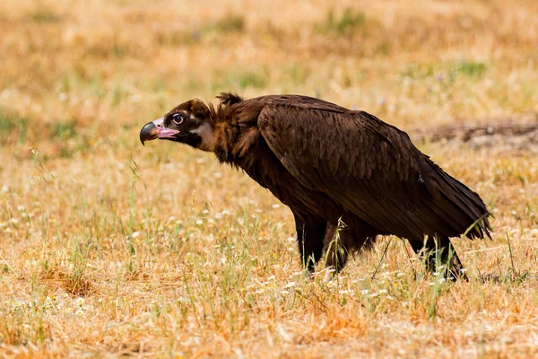 Buitre negro salvaje — Foto de Stock