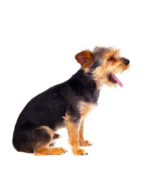 Cão pequeno bonito com cabelo cortado — Fotografia de Stock