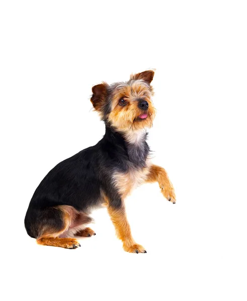 Cão pequeno bonito com cabelo cortado — Fotografia de Stock