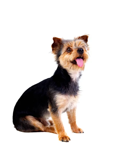 Cão pequeno bonito com cabelo cortado — Fotografia de Stock